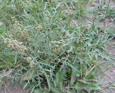 Image of skeletonleaf bur ragweed