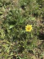 Image of slender rosinweed