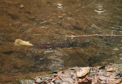 Image of Coho Salmon