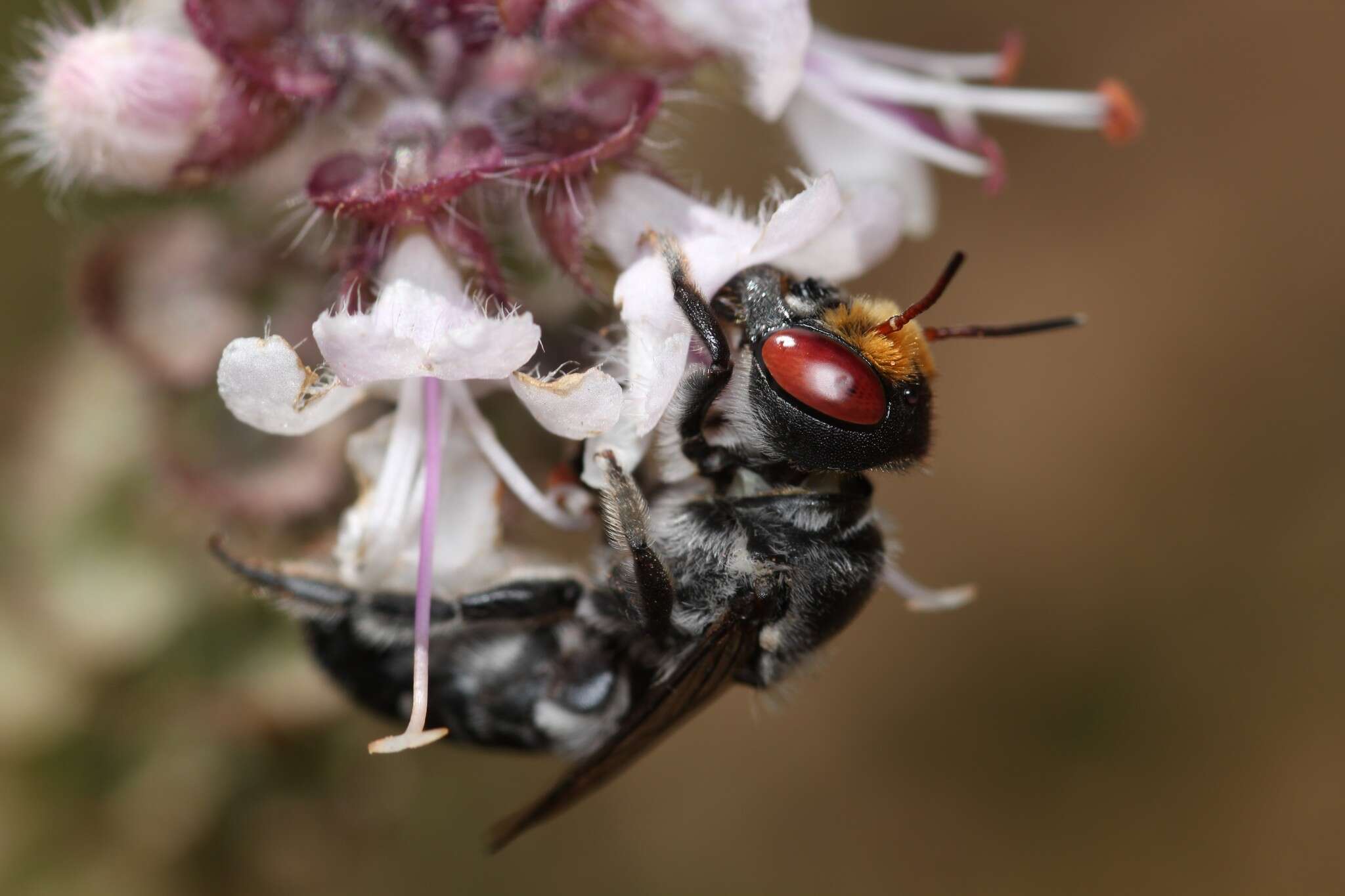 Image of Megachile aurifrons Smith 1853