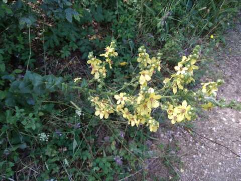 Image of Verbascum pyramidatum Bieb.