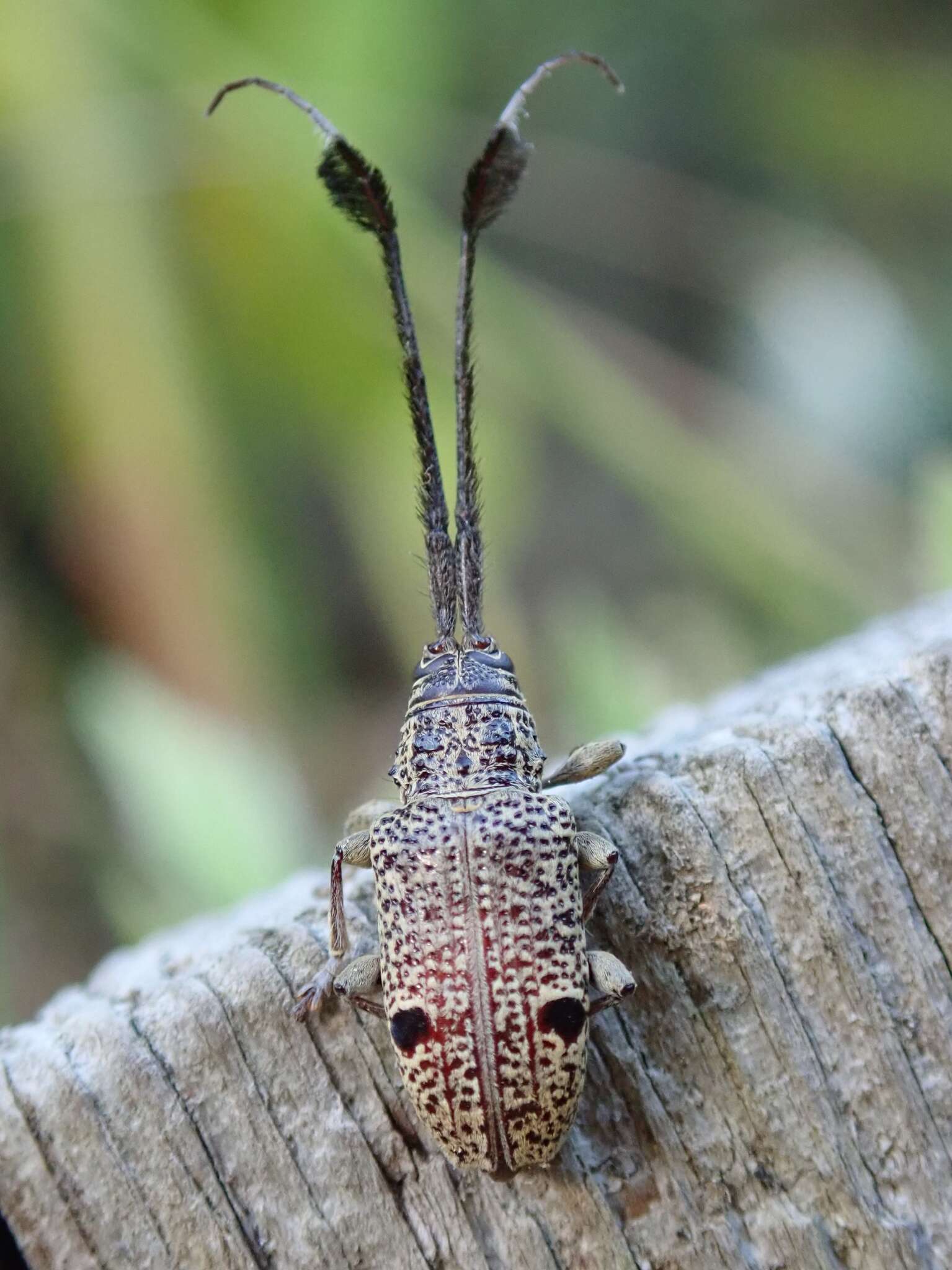 Image of Thyada barbicornis (Pascoe 1859)