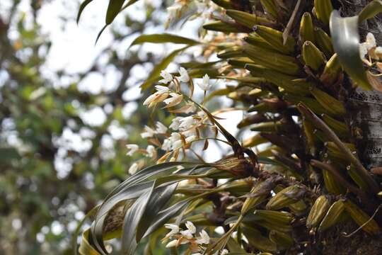 Coelogyne breviscapa Lindl. resmi