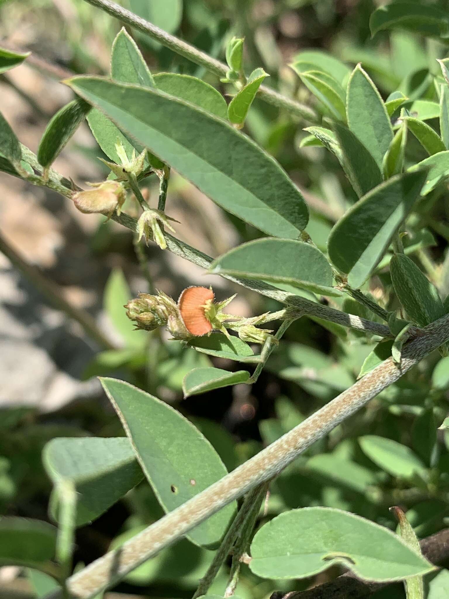 Plancia ëd Indigofera subulata