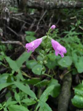 Physostegia leptophylla Small的圖片