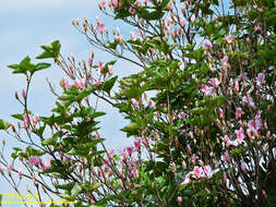 Image of Rhododendron mariesii Hemsl. & E. H. Wilson