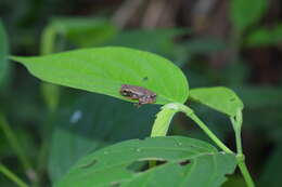 Image of Koechlin's Treefrog