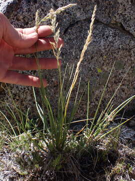 Image of spike fescue