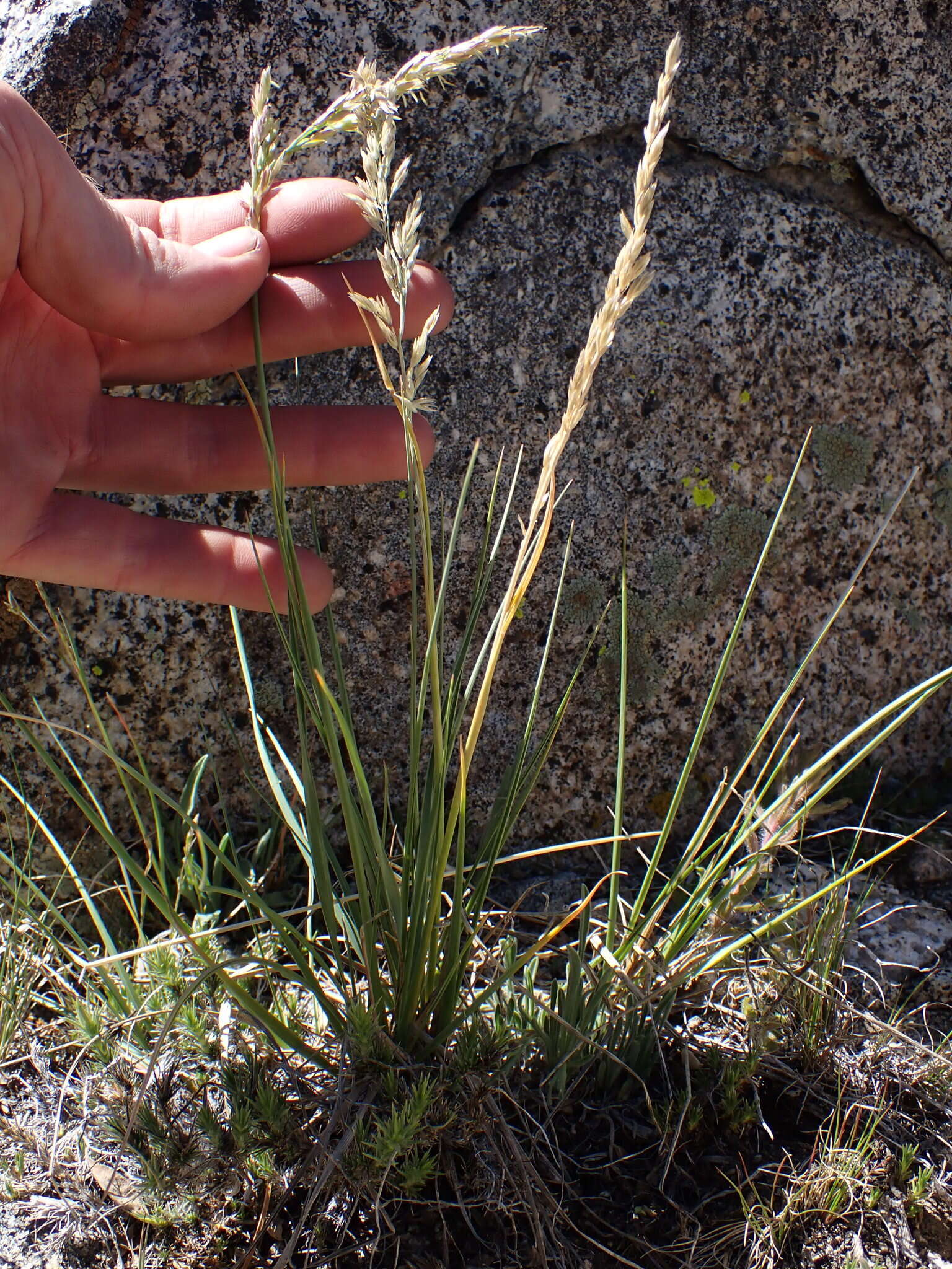 Image de Festuca kingii (S. Watson) Cassidy