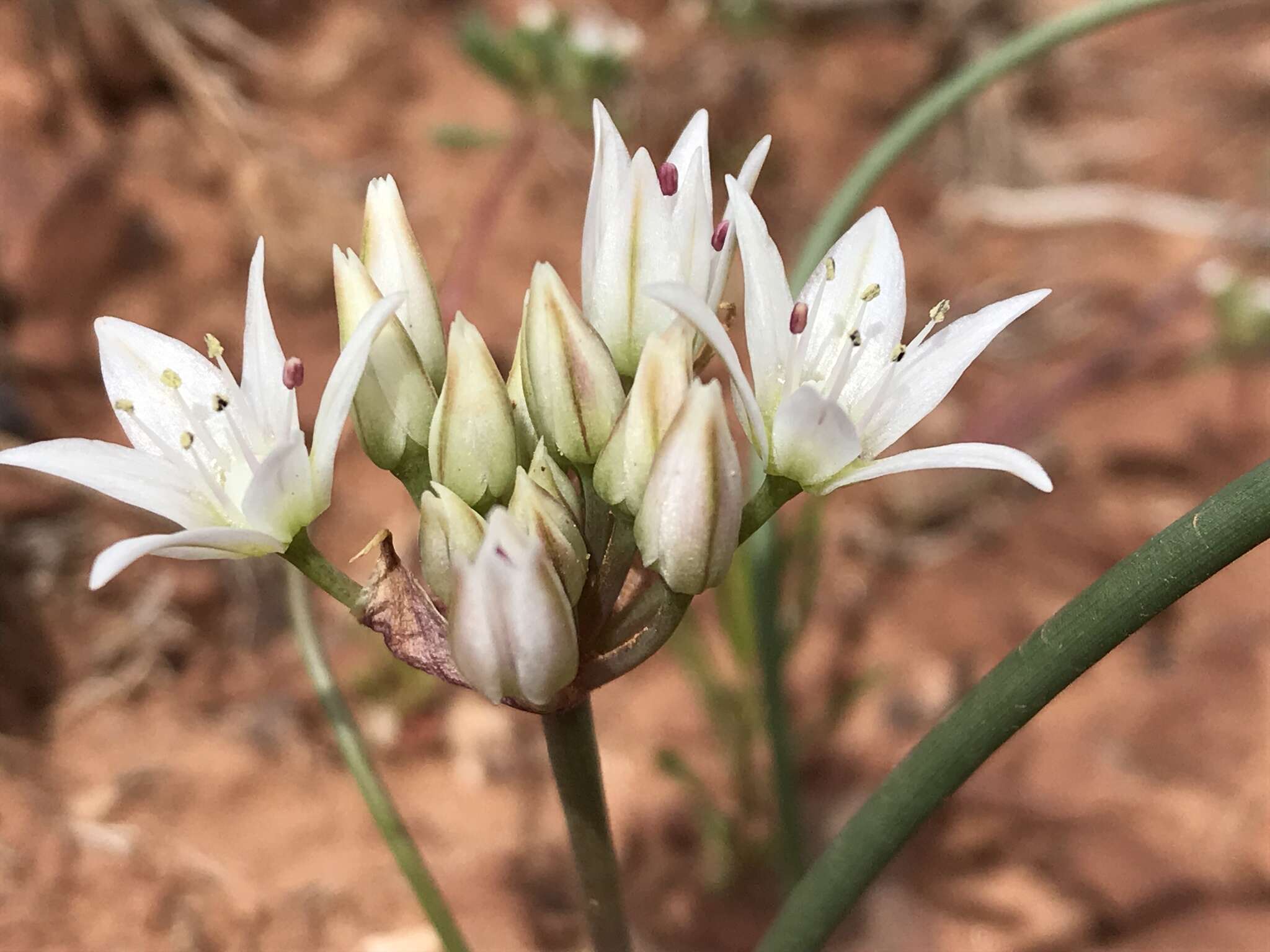 Image of Nevada onion