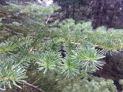 Image of subalpine fir