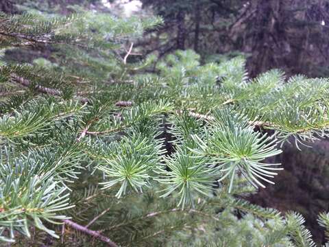 Image of subalpine fir