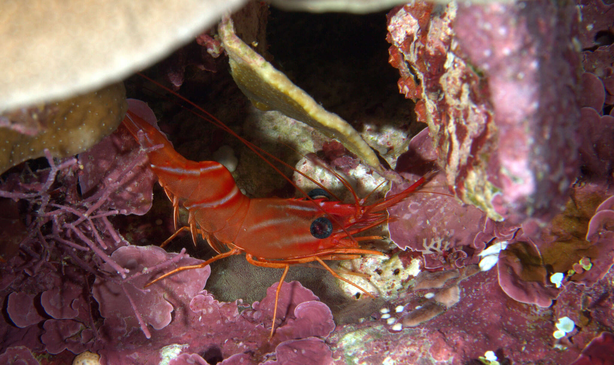 Image of orange hingebeak