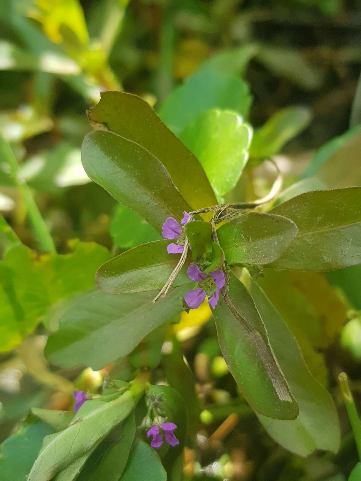 Image of Ammannia crassicaulis Guill. & Perr.