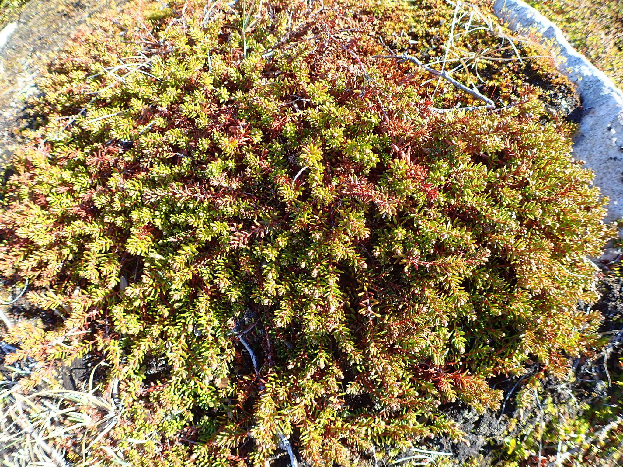 صورة Empetrum nigrum subsp. hermaphroditum (Hagerup) Böcher