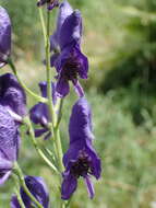 Image of Aconitum napellus subsp. vulgare Rouy & Fouc.