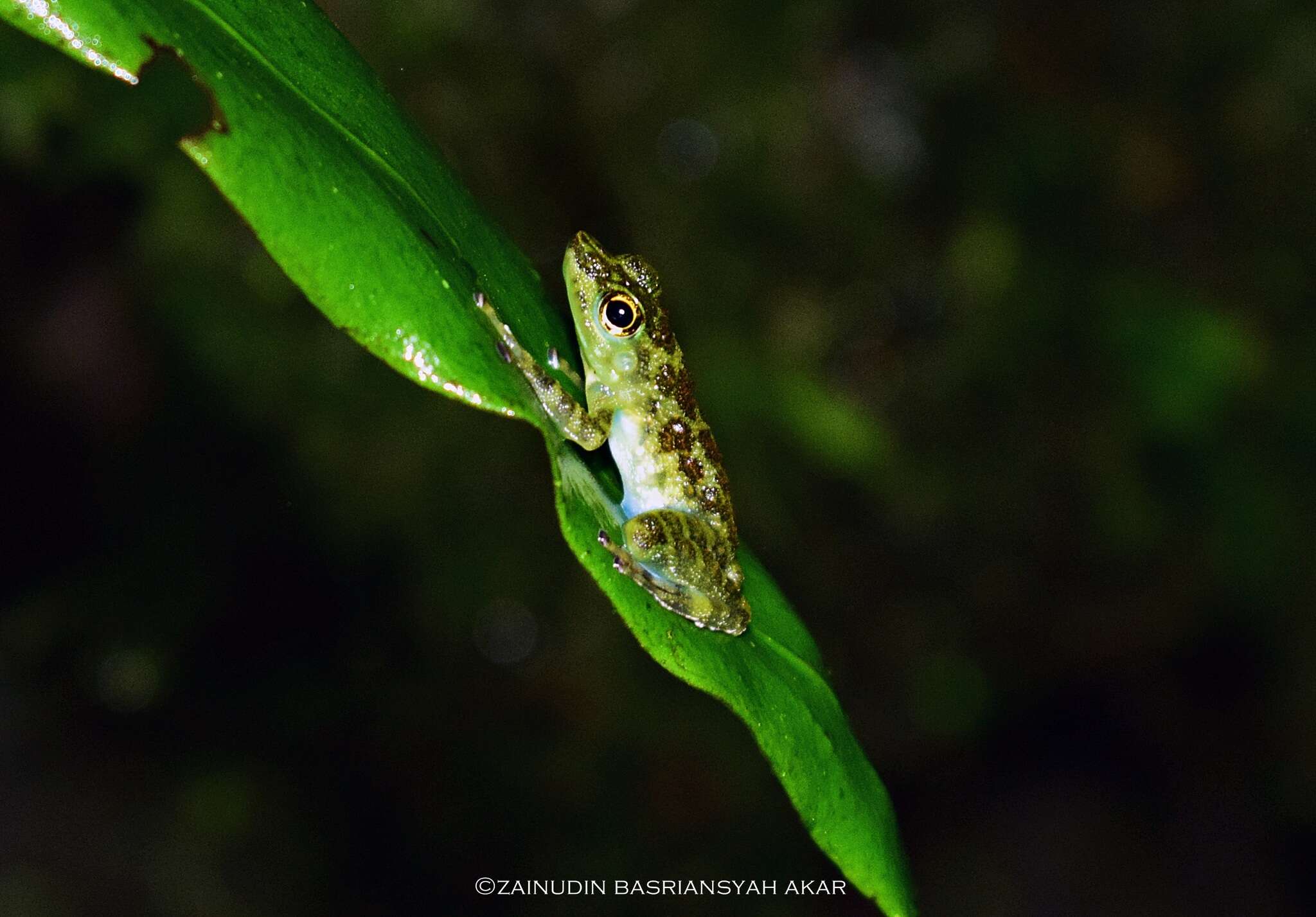 Image of Staurois guttatus (Günther 1858)