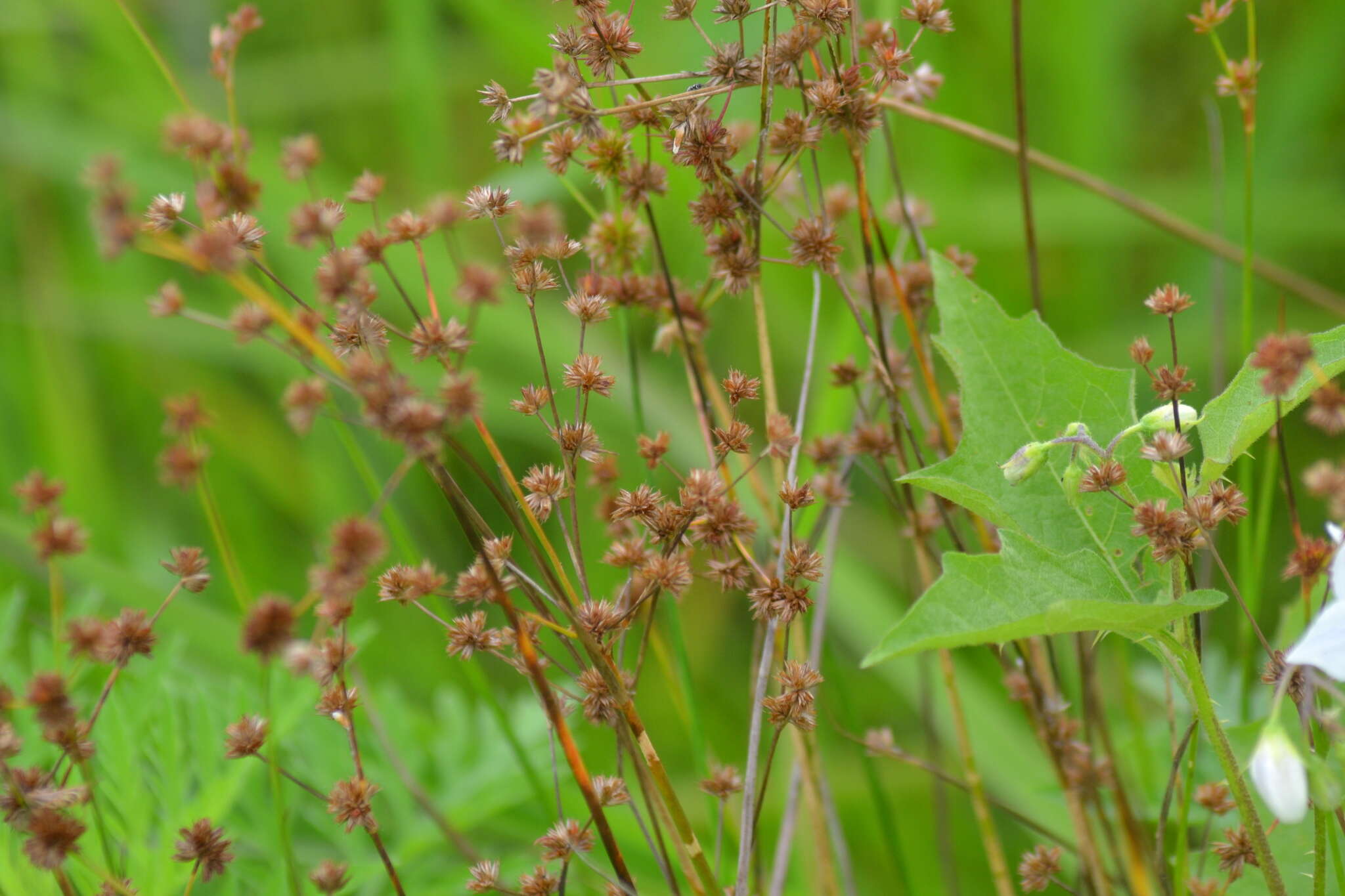 Plancia ëd Juncus acuminatus Michx.