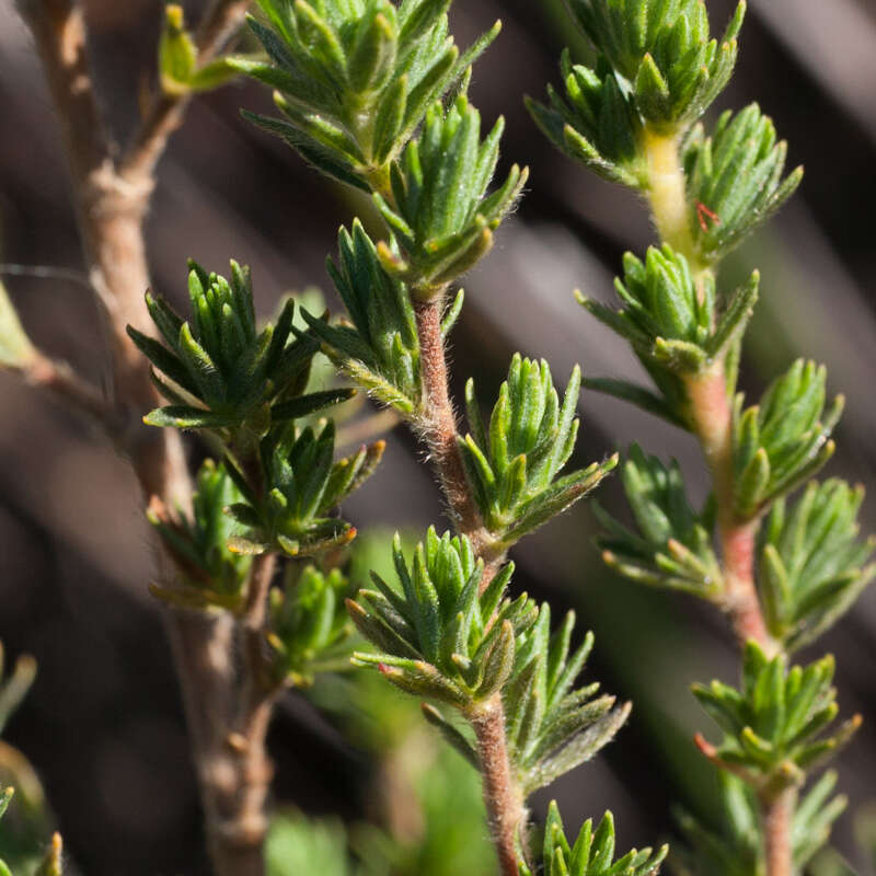 <i>Cliffortia <i>polygonifolia</i></i> var. polygonifolia resmi