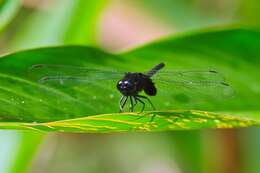 Image of Black Pondhawk