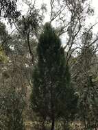 Image of Black Cypress-pine