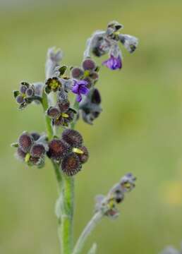 Cynoglossum alticola O. M. Hilliard & B. L. Burtt resmi