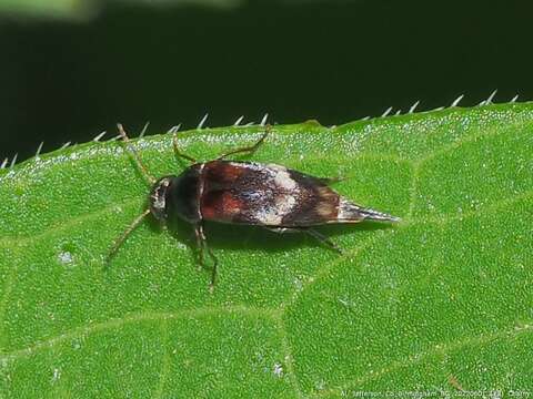 Image of Falsomordellistena discolor (Melsheimer 1845)