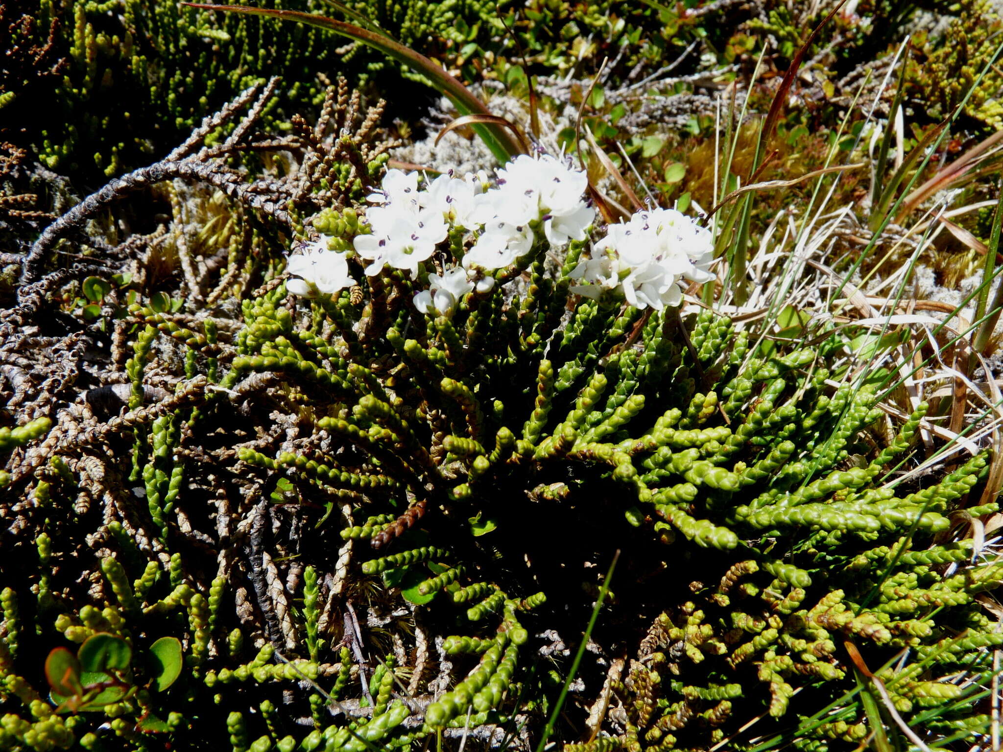 Veronica hectorii subsp. coarctata (Cheesem.) Garn.-Jones resmi