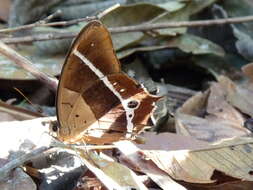 صورة Antirrhea philoctetes Linnaeus 1758