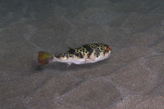 Image of Smooth Toadfish