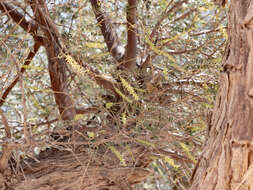 Image de Prosopis cineraria (L.) Druce