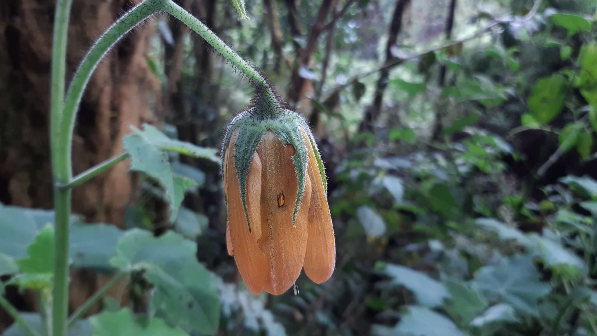 Image of Nasa speciosa (J. D. Sm.) Weigend