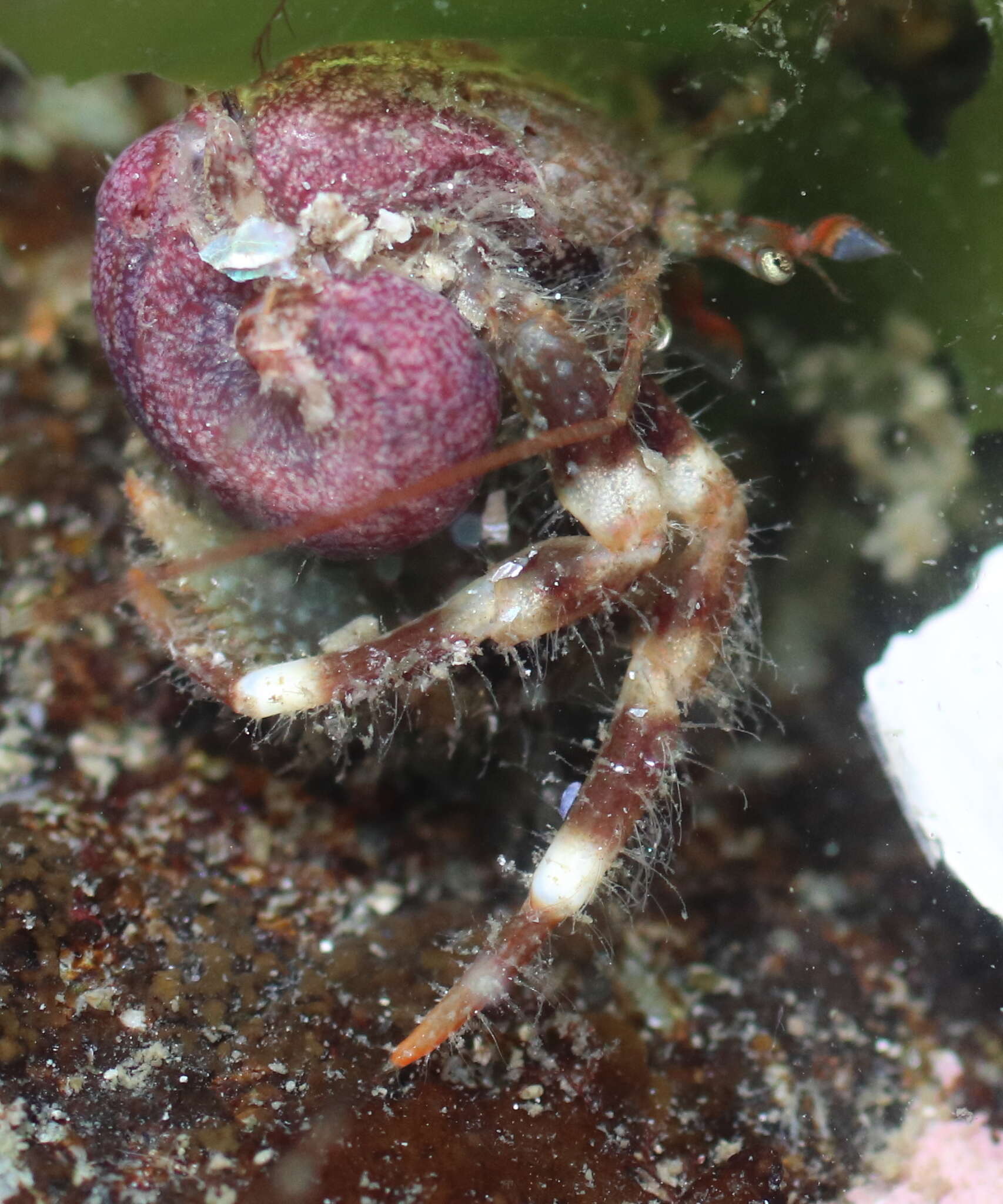 Image of greenmark hermit crab