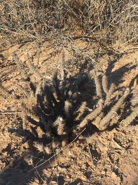 Image of Corynopuntia reflexispina (Wiggins & Rollins) Backeb.