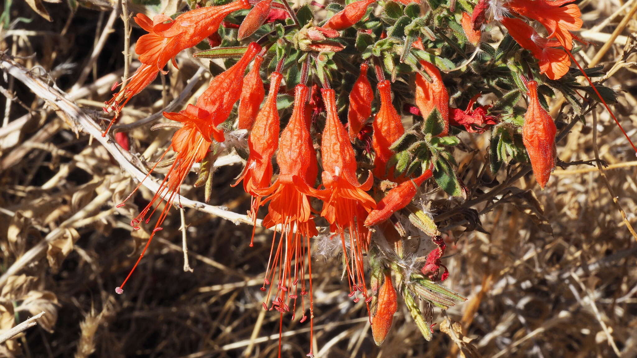 Image de Epilobium canum subsp. latifolium (Hook.) P. H. Raven