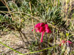 Image of Grevillea lanigera A. Cunn. ex R. Br.