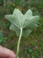 Image of broadtooth lady's mantle