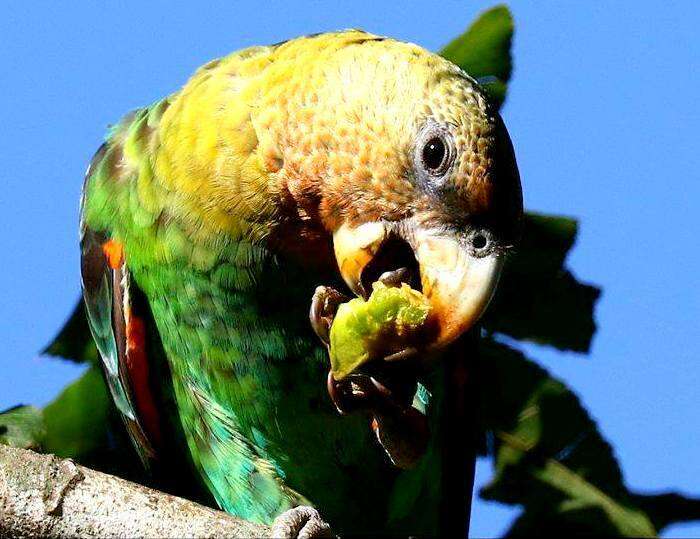 Image of Brown-necked Parrot