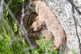 Image of Crotalus ruber ruber Cope 1892