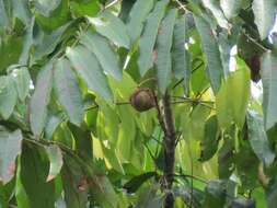 Image de Carapa guianensis Aubl.