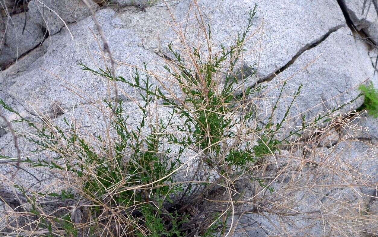 Image of shortleaf baccharis