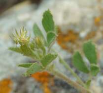 Imagem de Medicago meyeri Gruner