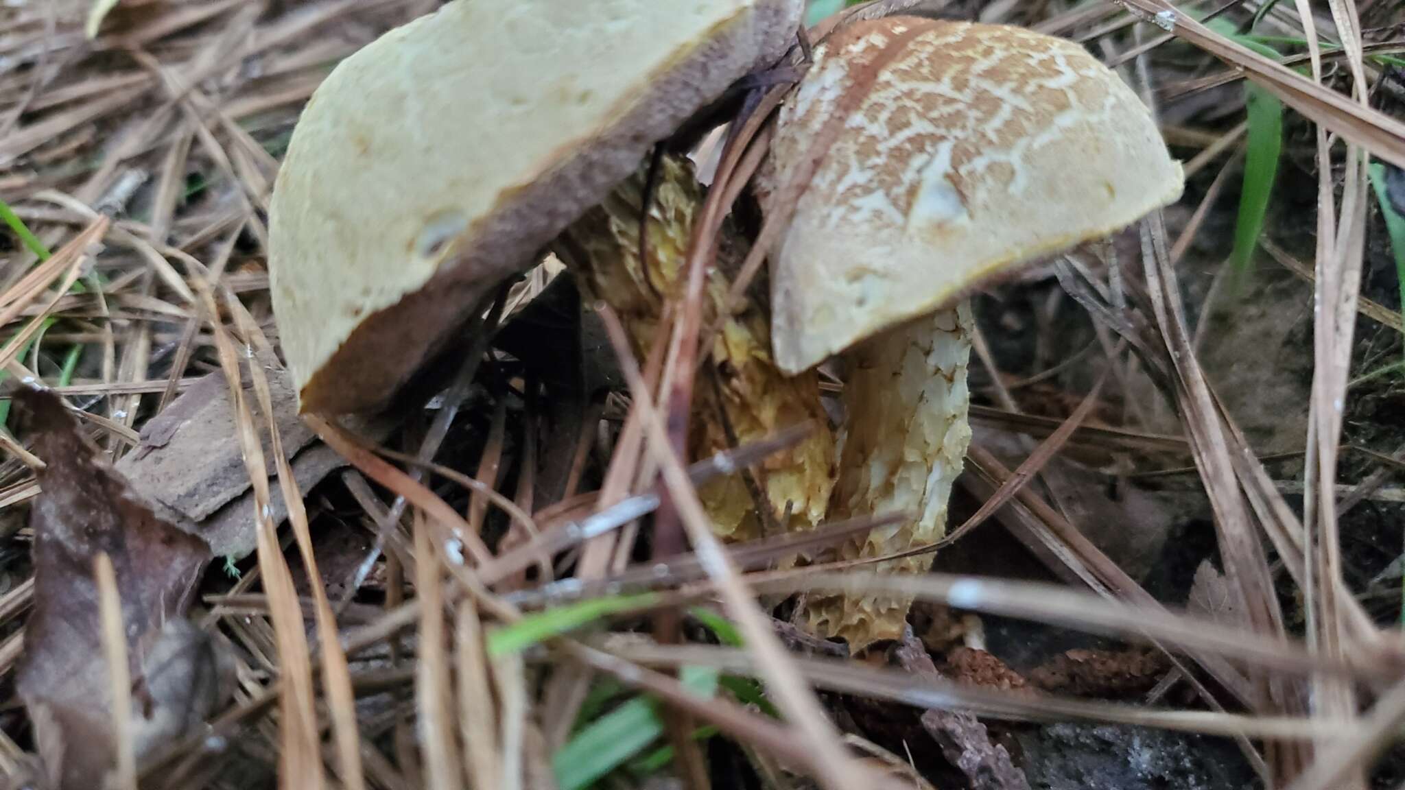 Sivun Austroboletus subflavidus (Murrill) Wolfe 1980 kuva