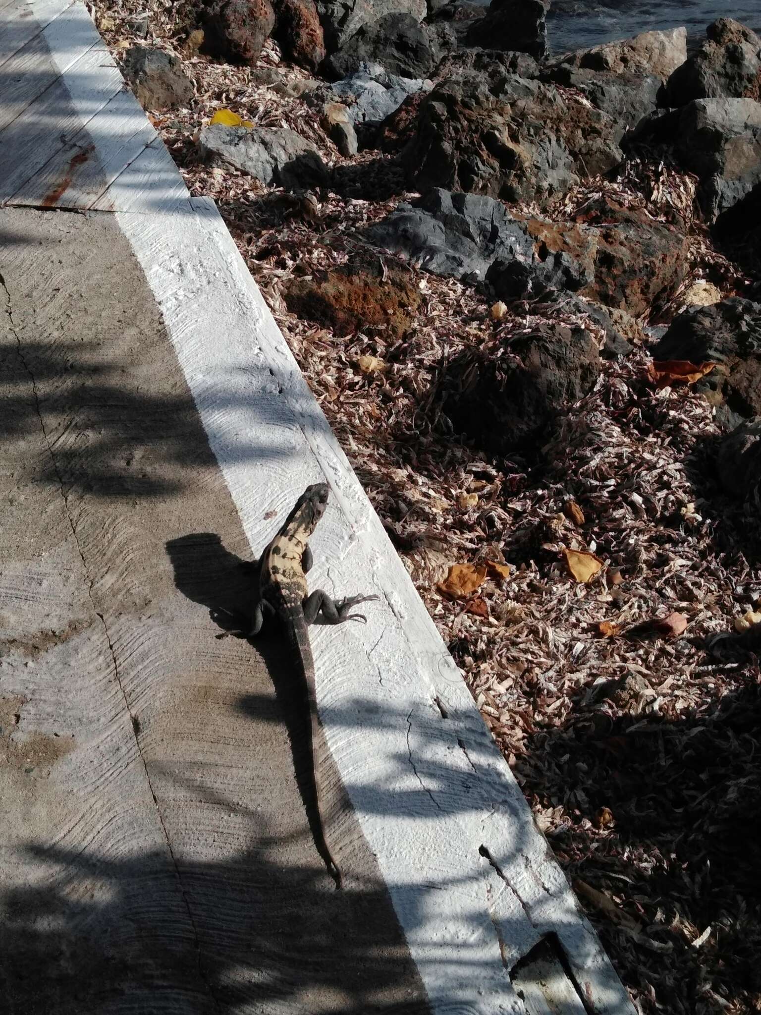 Image of De Queiroz's Spiny-tailed Iguana