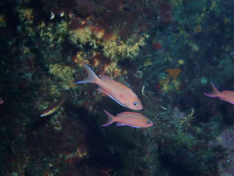 Plancia ëd Anthias anthias (Linnaeus 1758)