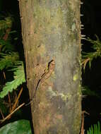 Image of Humble Anole