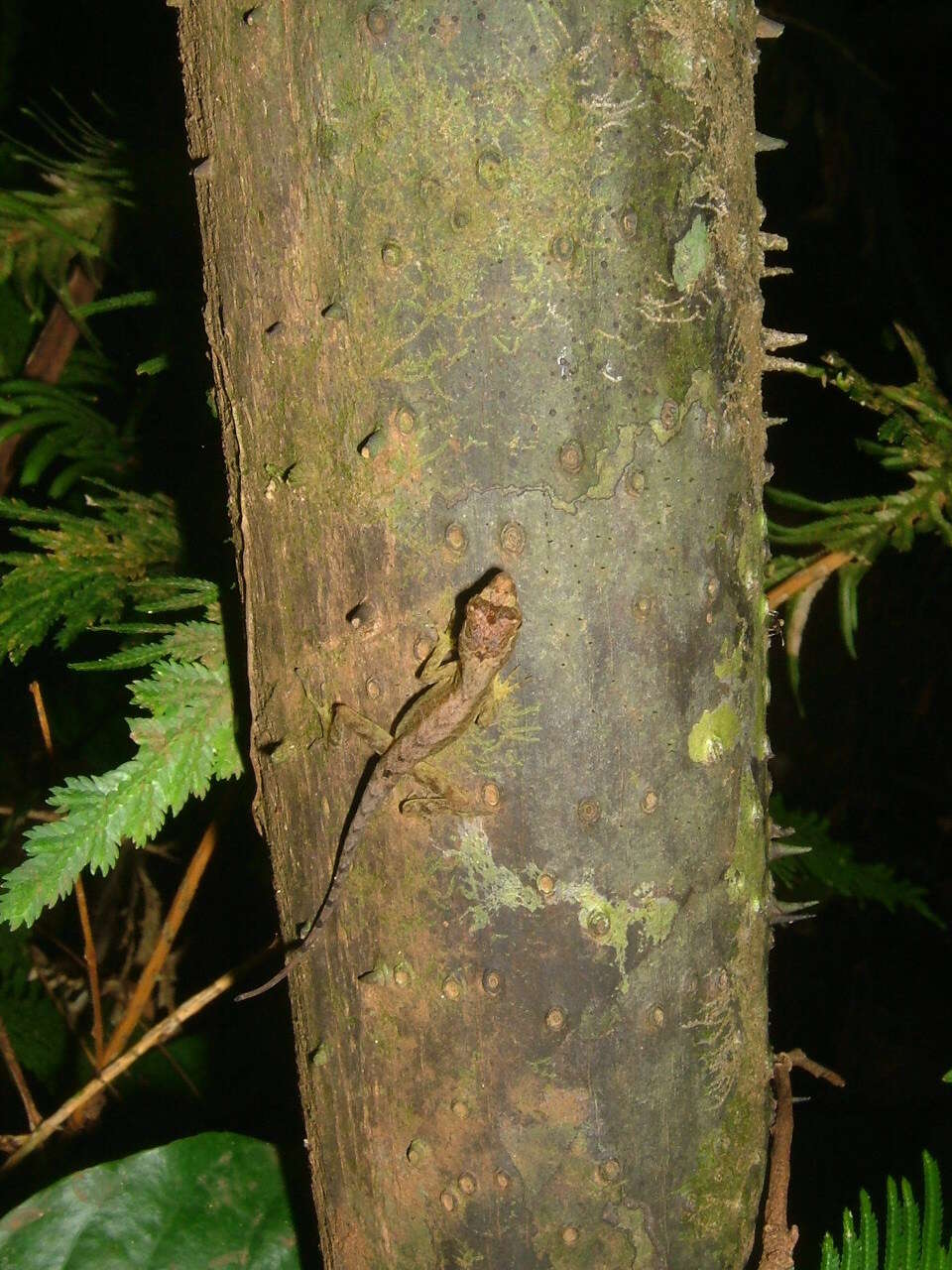 Sivun Anolis humilis Peters 1863 kuva