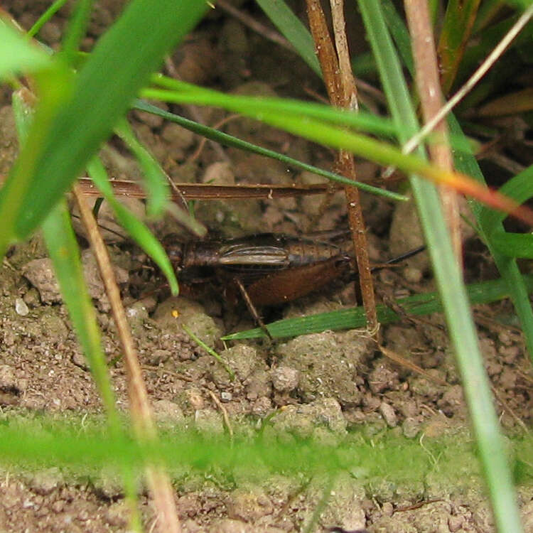 Allonemobius fasciatus (De Geer 1773) resmi