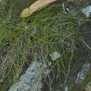 Image de Allium schistosum N. Friesen & Seregin