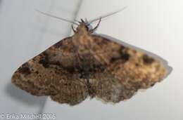 Image of Four-spotted Fungus Moth